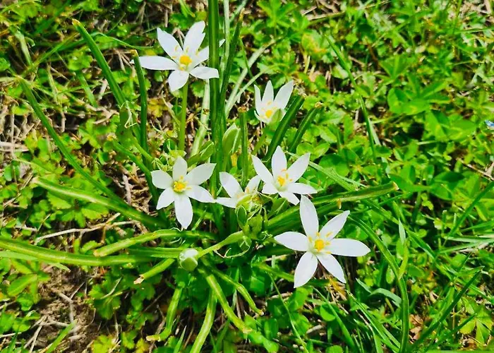 Sea-side Mountain Vilă *